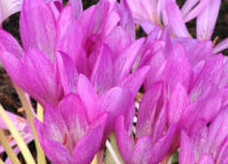 Colchicum autumnalis flowers of the variety - Beaconsfield